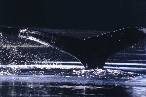 アラスカの鯨