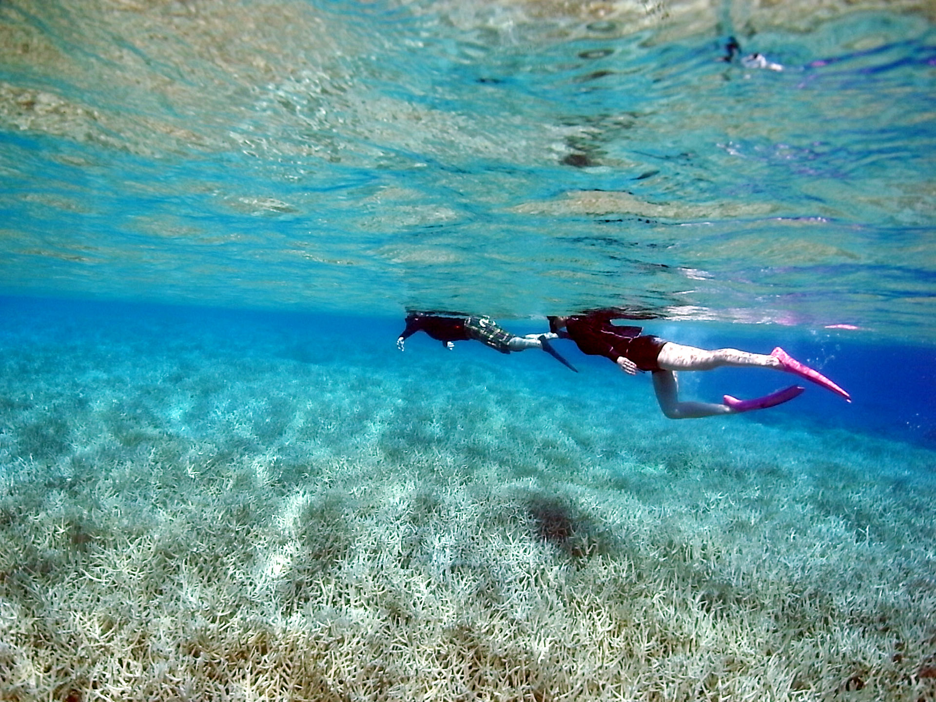 珊瑚が広がる海でスキンダイビングを楽しむ人