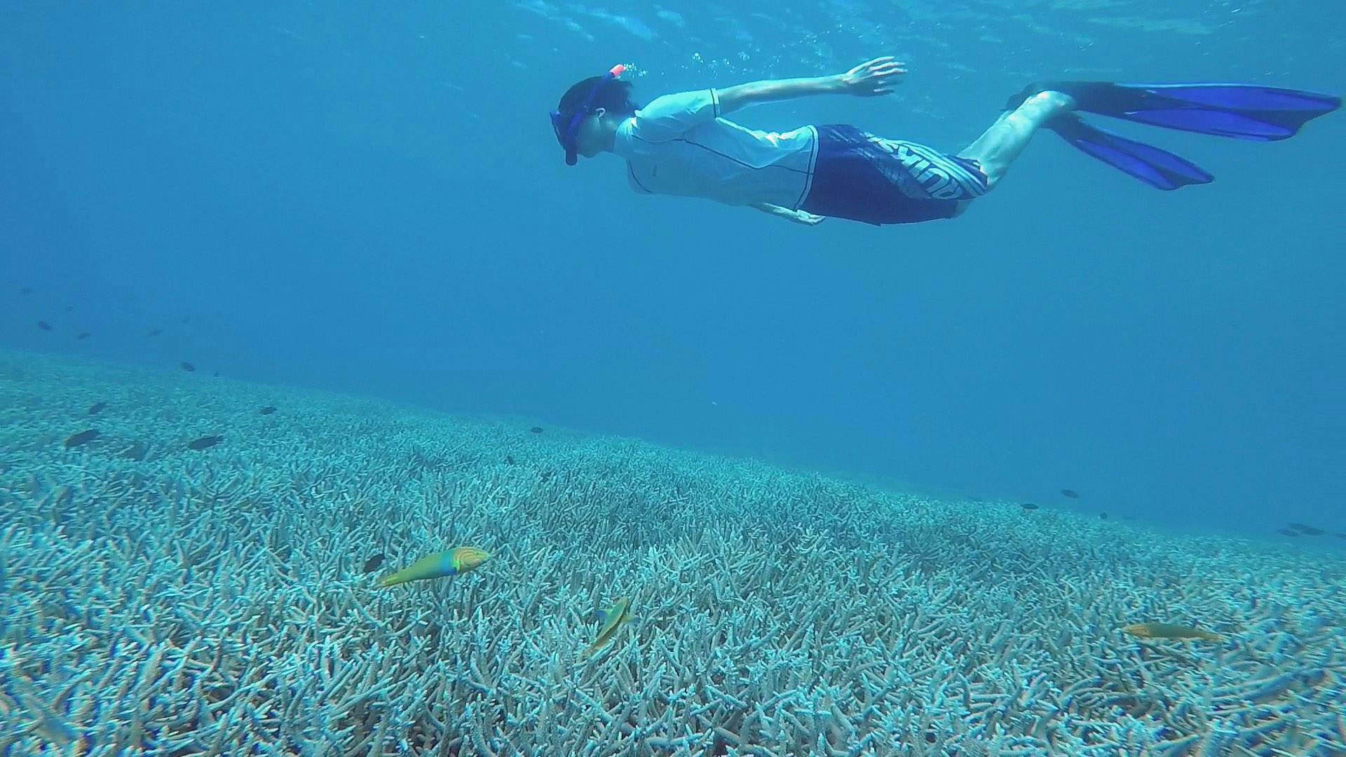 珊瑚と魚を見ながらスキンダイビングする男性